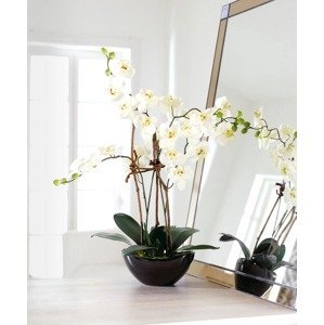 Umelé orchideá Modern