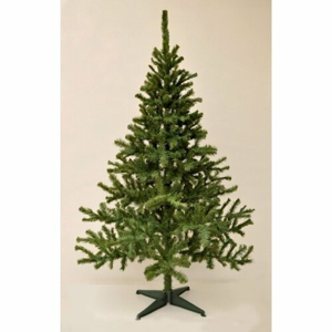 Vianočný stromček Smrek kanadský, 210 cm