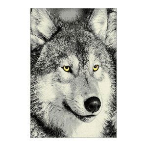 Sconto Koberec KOLIBRI 5 vlk sivý, 120x170 cm