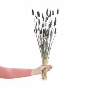 FLOWER MARKET Lagurus tráva sušená "Zajačí chvost" 70 cm - čierna