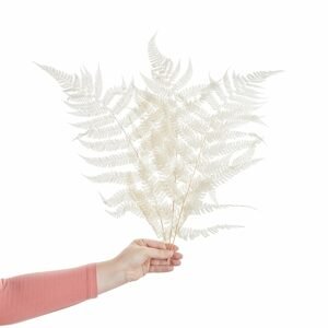FLOWER MARKET Sušené papradie bielené 3 ks 50 cm