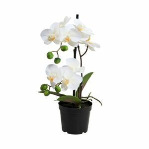 FLORISTA Orchidea v kvetináči 35 cm - biela