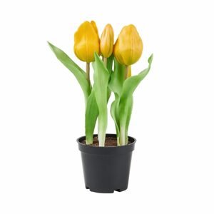 FLORISTA Tulipány "Real Touch" v kvetináči - žltá